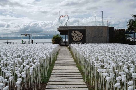 10 000 roses cebu